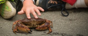 Crab