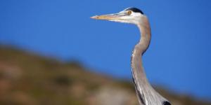 Blue heron