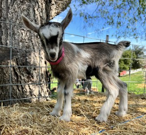 Spring Tour: Blossoms, Bees & Barnyard Babies