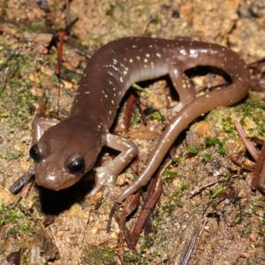 salamander on Mt Tam
