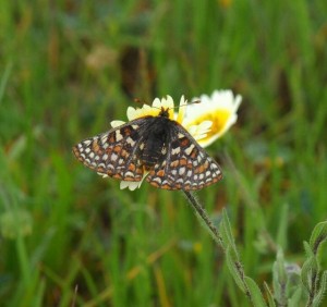 Butterfly on yellow and white flower in green grass
