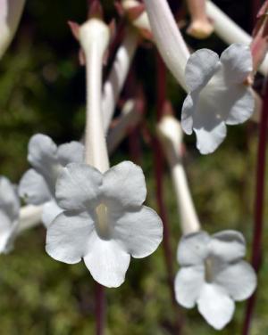 Sinningia tubiflora