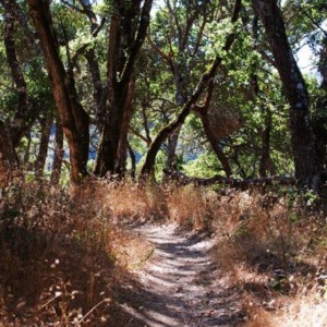 Big Trees trail