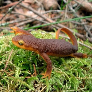 Newt on grass