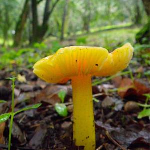 yellow mushroom on forest floor