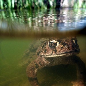 Frog under water