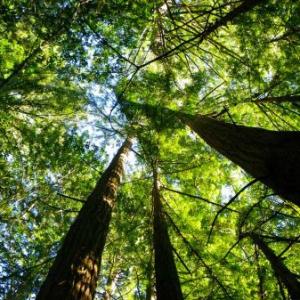 Roy's Redwoods