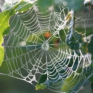 Spider in web