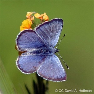 Blue butterfly on a plant with yellow flower