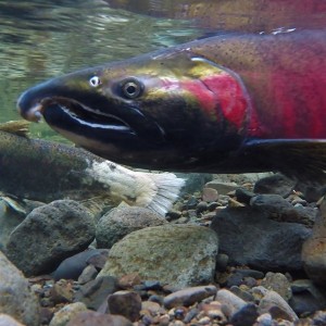 Salmon fish in creek