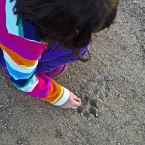 Animal detectives