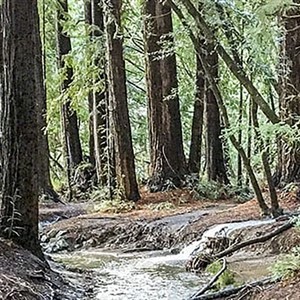 Roy's Redwoods trees and path