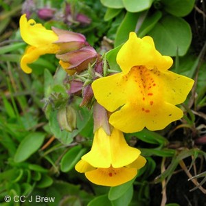 yellow wildflowers