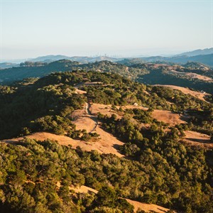 View of Marin County hills with trees