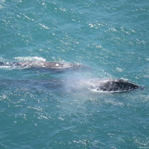 Journey of the Whales Point Reyes