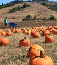 Nicasio Valley Pumpkin Patch