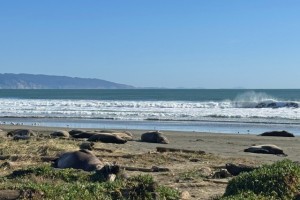 Visit Elephant Seals Drakes Beach, Pt Reyes