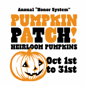 Honor System Pumpkin Patch at Marin Country Mart, Larkspur Landing