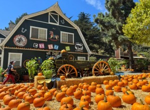 Lemos Farm Pumpkin Patch, Half Moon Bay