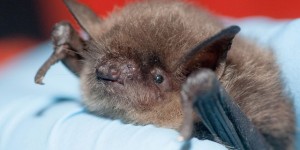 Bat