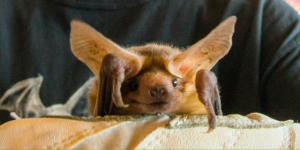 Live bat at NorCal Bats animal encounter for kids at Civic Center Library in San Rafael  