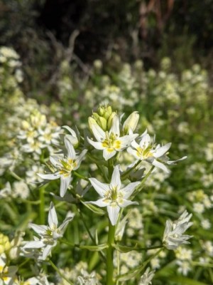 Wildflowers at China Camp