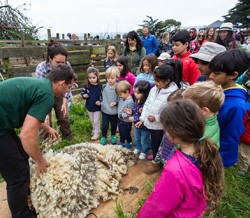 Family Farm Day - Sheep to Shawl, Slide Ranch