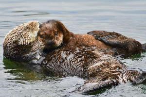 Sea otter and pup