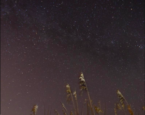 View of stars in night sky with grass in foreground