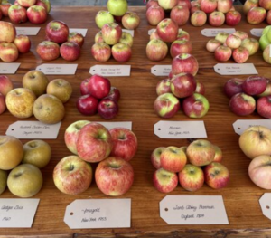 Second Annual Heirloom Apple Celebration, Sebastopol