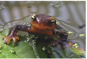 Discovery Station: Newts at the UC Botanical Garden at Berkeley
