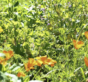 Family Farm Days: Slide in Bloom