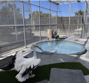 WildCare’s Ambassador Zone, San Rafael