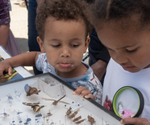 Pollinator Day at Presidio Tunnel Tops, San Francisco