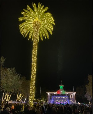 Illuminated palm tree and holiday lights at the Lighting of the Sonoma Plaza celebration in Sonoma, California.