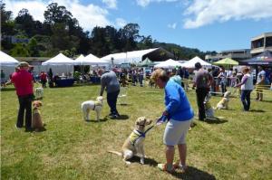 2nd Annual WAG Dog Festival Sausalito