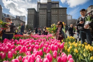 Tulip Day, San Francisco