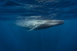 Blue whale