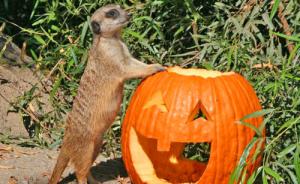 Boo at the Zoo, Oakland Zoo