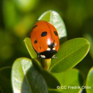 lady bug