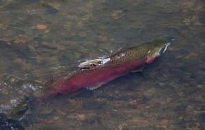 SPAWN Creek Walk salmon
