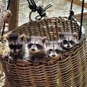 Baby raccoons