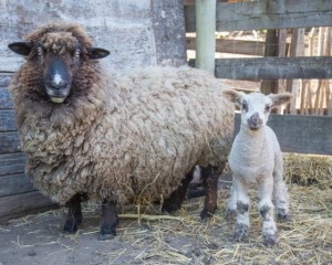 Sheep and lamb at Slide Ranch