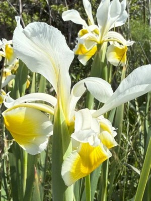 Yellow and white iris flowers
