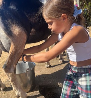 Goat Milking at Slide Ranch