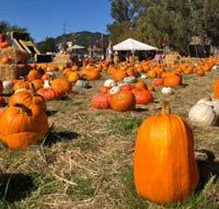 Godmother's Pumpkin Patch, San Rafael