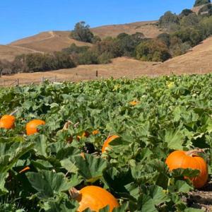 Grossi Family Farm Pumpkin Patch