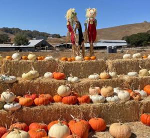 Grossi Family Farm Pumpkin Patch