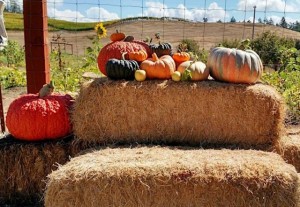 Weekend Along Farm Trails Fall Tour