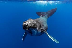 Humpback whale